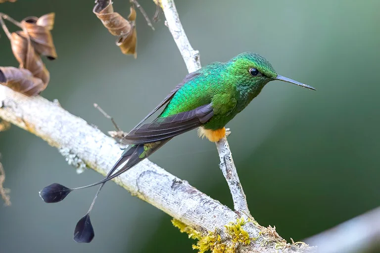 Flora e Fauna na rota por Santa Teresa