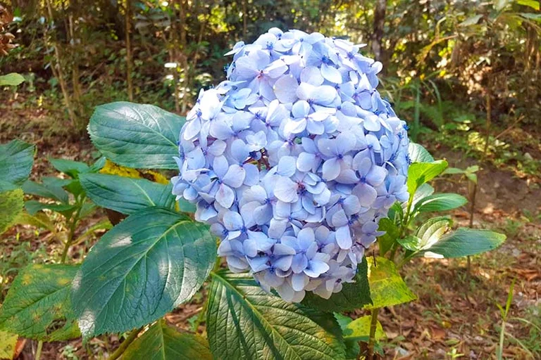 Flora santa teresa - Machu Picchu