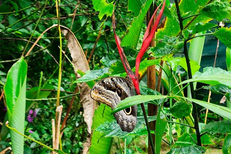 Insecto Machu Picchu